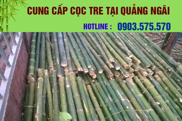 mua cọc tre hội an